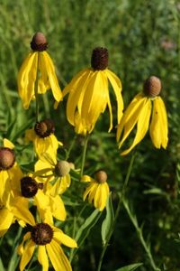 Cone Flower blooms in mid summer.jpg